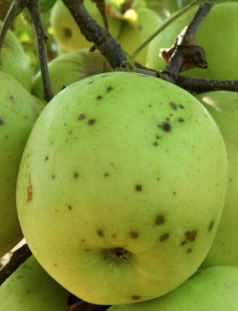 Jablko - Chrastavitosť jabĺk