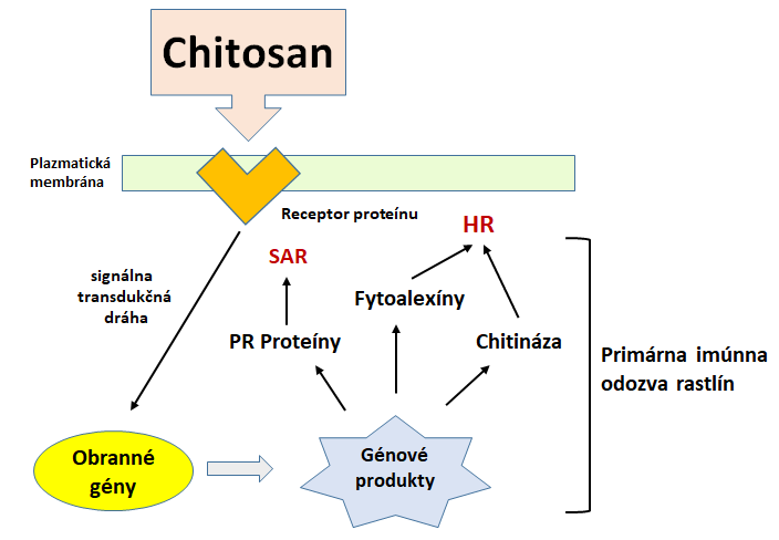 Chitopron 5 % - Schéma aktivácie imunitného systému rastliny.
