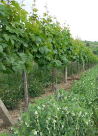 vinohrad v ekologickom pestovaní